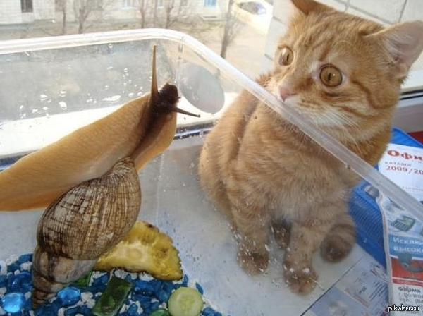 Плюшкиным посвящается