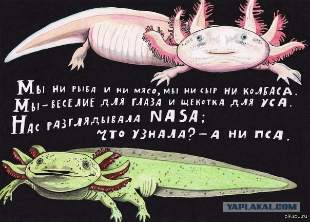 Аквариумные рыбки