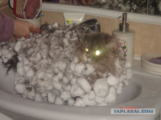 Подборка веселых картинок