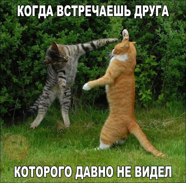 Весёлые картинки в чёрной рамке