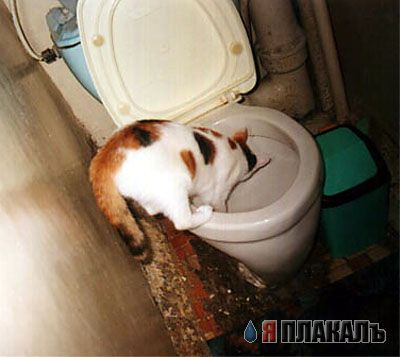 Кошки и Собаки - большая подборка