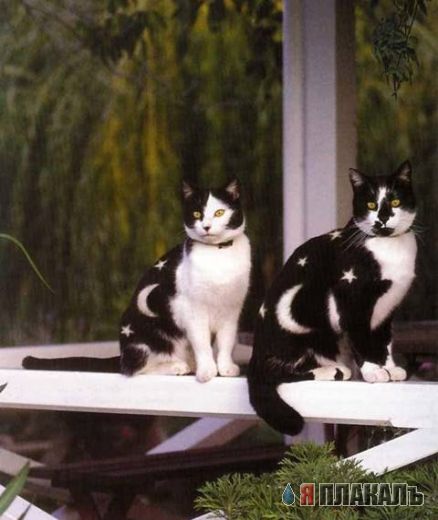 Кошачий бодиарт