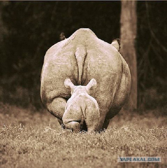 Всем нашим встречам,  увы, разлуки суждены...