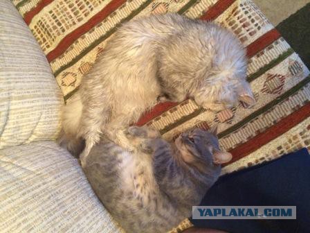 Котовторник 17.05.2016