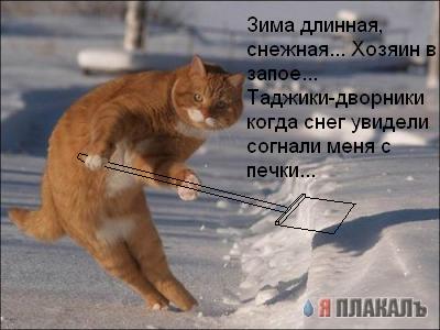 Фотожаба: Кошак