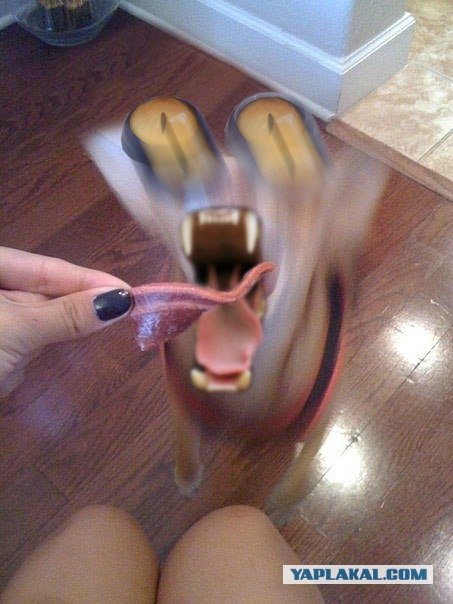 Когда котик зевнул не вовремя...