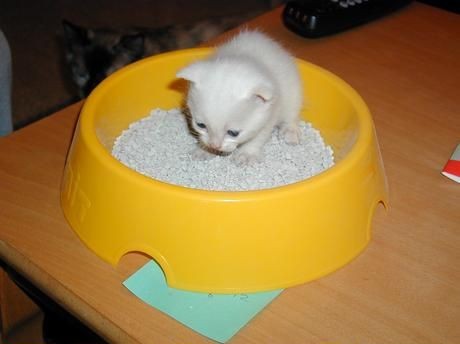 Кошки