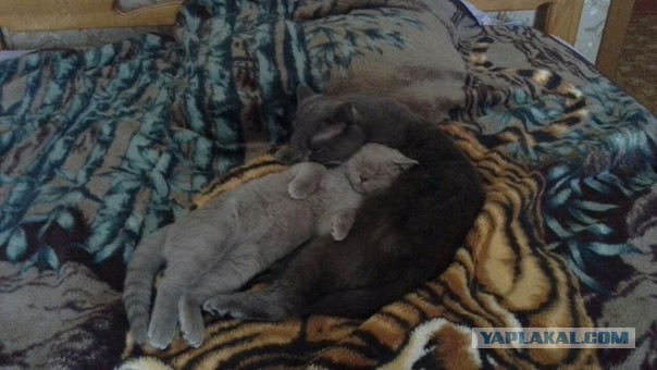 Котовторник 26.07 2016