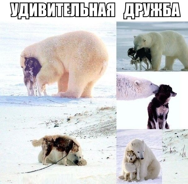 Прикольные животные