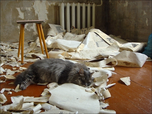 Коты из сети