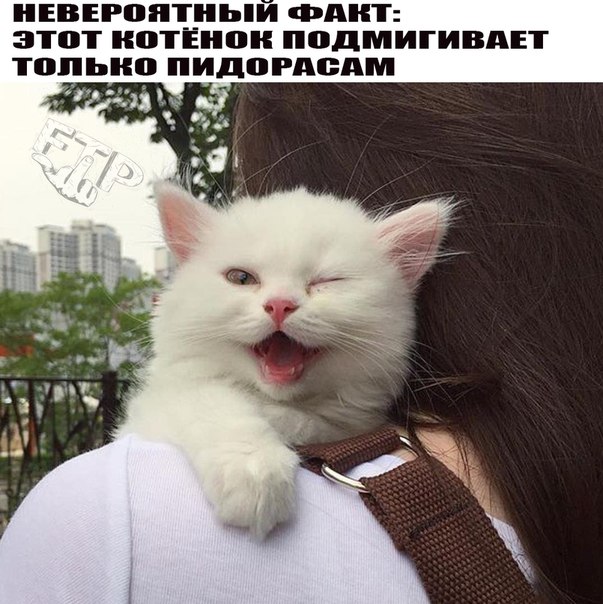 Порция абсурдного юмора на следующую неделю
