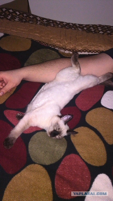 19 шикарных кошек, которые стоят целое состояние