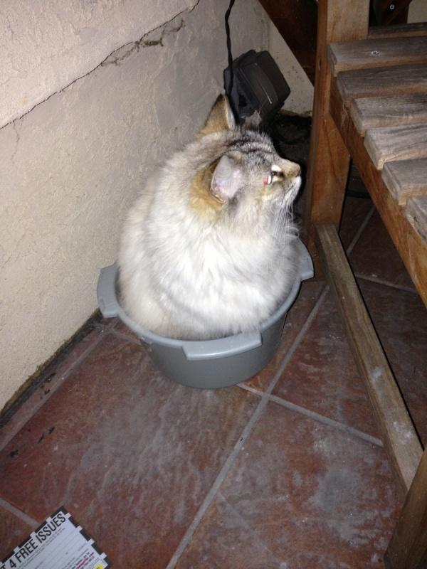 Коты и Кошки