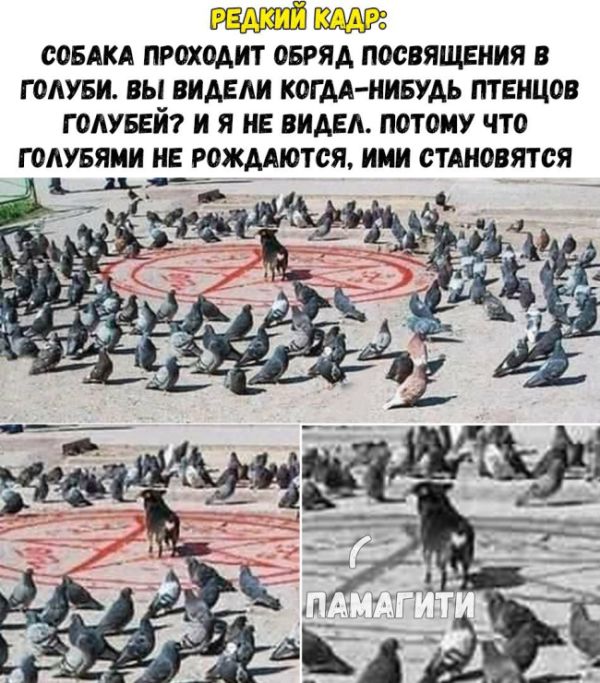 Подборка забавных животных