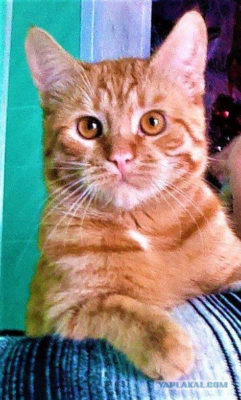 Котовторник 16.01.2018