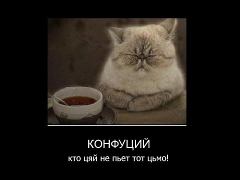 Кот, влюбившийся в обогреватель, очень веселит своего владельца