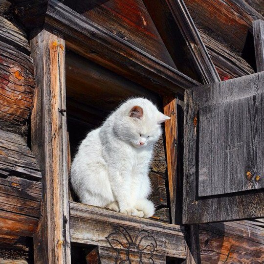 Прикольных котов пост