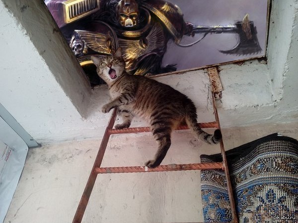 Фотобомбы котов