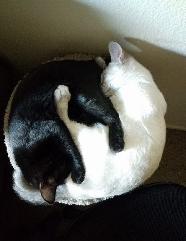 Прикольных котов пост