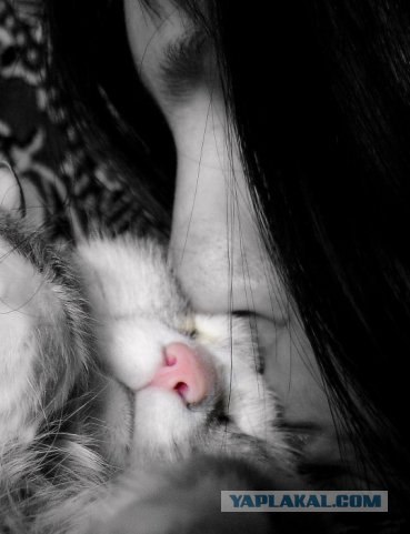 Котовторник на ЯПлакалъ (15.07.2008)