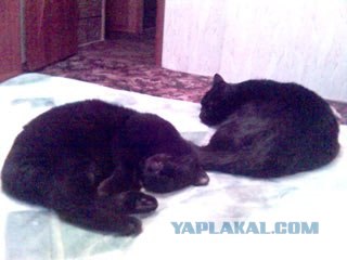 Даёшь Котовторник на ЯПе! (29.07.08)
