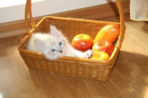 Вторничный котометъ на ЯПлакалъ