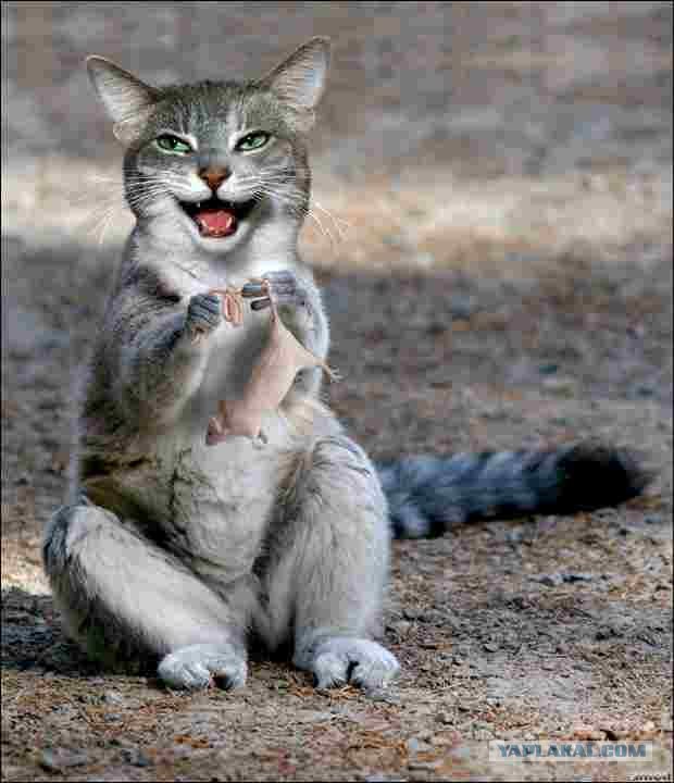 Забыли котовторник? А вот он!