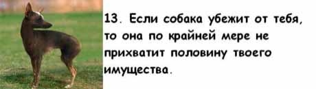 13 причин, почему холостяки предпочитают собаку