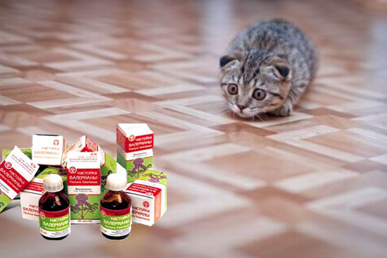 Сегодня котовторник, а котиков все нет