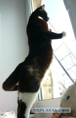 Начинаем котовторник!