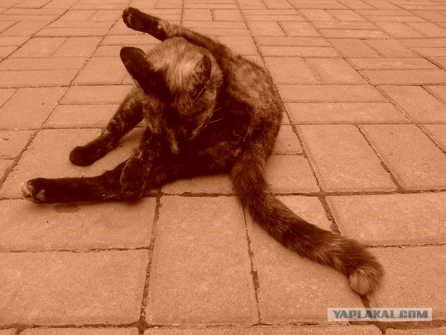 Первый котовторник июля