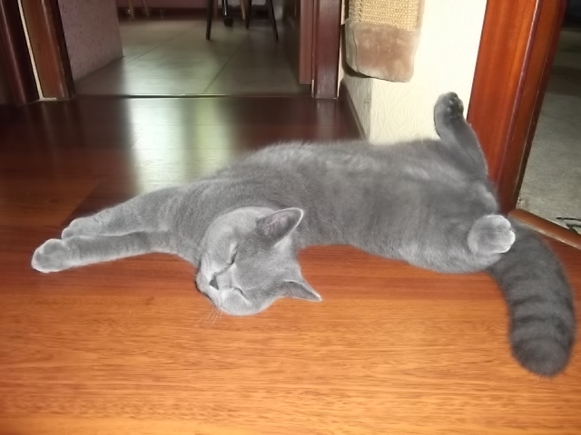 Супер-котофото на котовторник