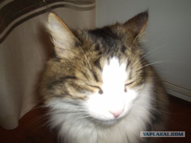 Котовторник!