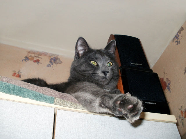 Котовторник (21.02.2012)
