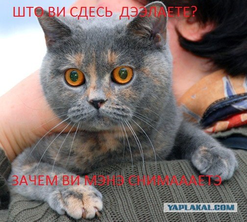 Международная выставка кошек 10-11 марта 2012 г.