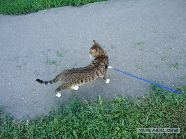 Котовторник 27.03.2012