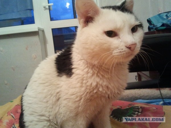 Котовторник 29.05.2012