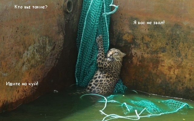 Спасение "мокрой киски"