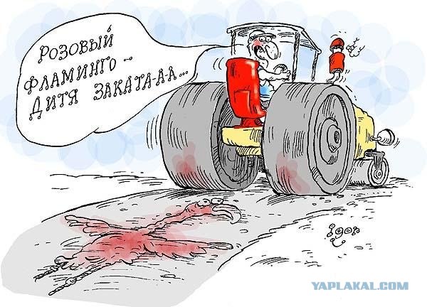 Я не голубь, я - фламинго!