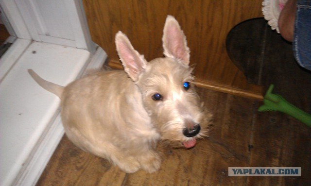 Собакочетверг!