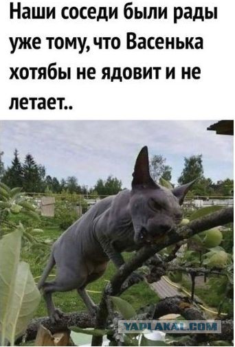 Подборка мёрзнущей лысоты