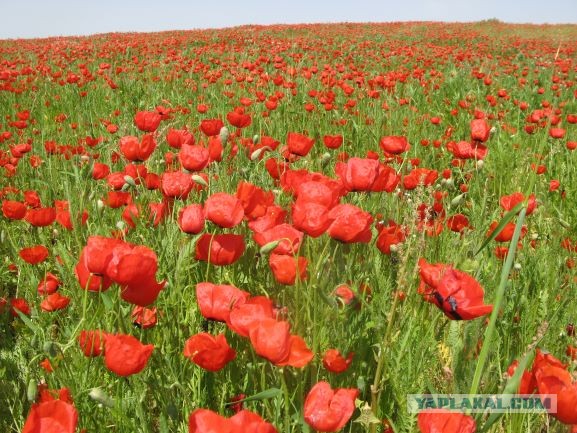 Красота пустыни
