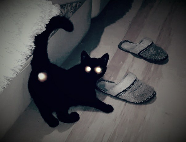 Вторник. Кото-вторник...
