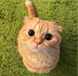 Всего лишь один кусь