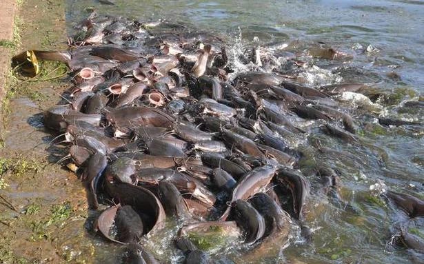 Африканский клариевый сом: Водоплавающий суперсолдат. Живёт без воды двое суток и адаптируется даже к самым жёстким условиям
