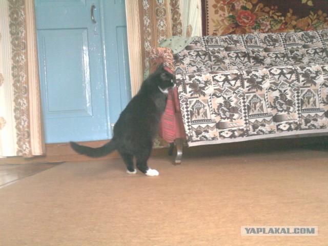 Котовторник 26.03.2013