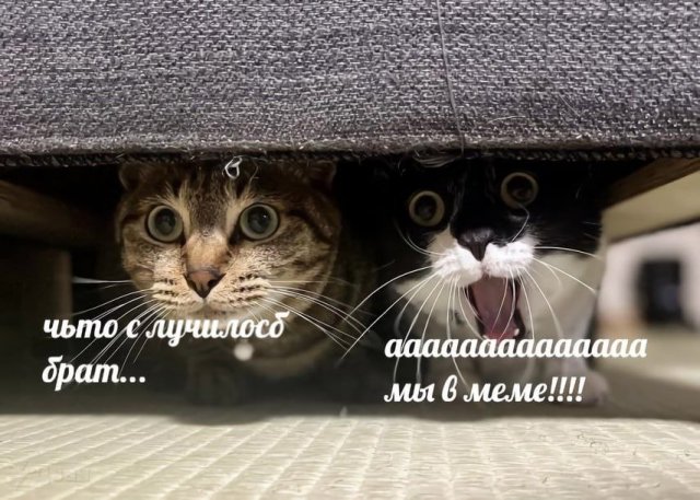 Картинки и мемы, всяко разно - 183