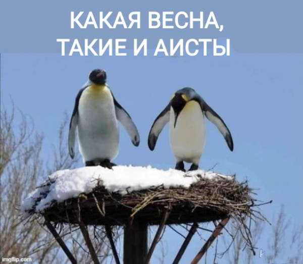 Пенсионерка из Санкт-Петербурге случайно забрала из пункта выдачи заказов сатисфайер в форме пингвинëнка
