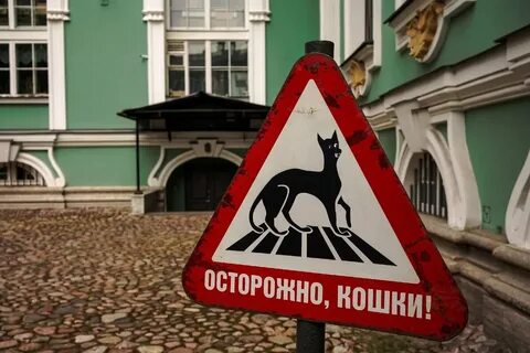 Из московской библиотеки выгнали кота после доноса пенсионера, которому заведующая запретила выпивать в зале