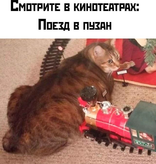 Котика оставили без присмотра и он чуть не попал под поезд